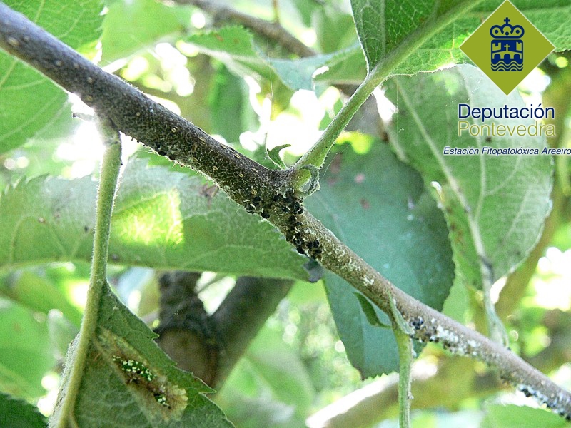 Pulgon lanigero - Wooly aphid - Peral lanixero >> Pulgón lanígero parasitado en madera del año.jpg